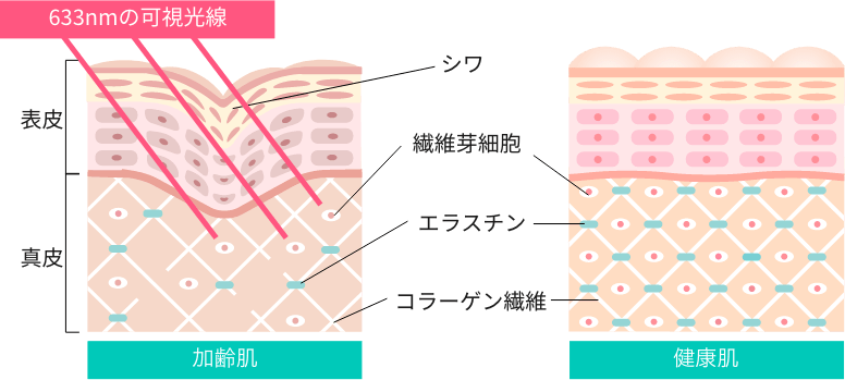 コラーゲン生成を促す